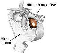 Hirnanhangsdrse, Hypophyse, Glandula pituitaria, Hormondrse, steuert Sexualverhalten des Menschen.