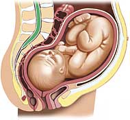 Schwangerschaft, Gestation, Graviditt