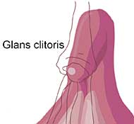 Schwellkrper bei der Frau: Klitoris